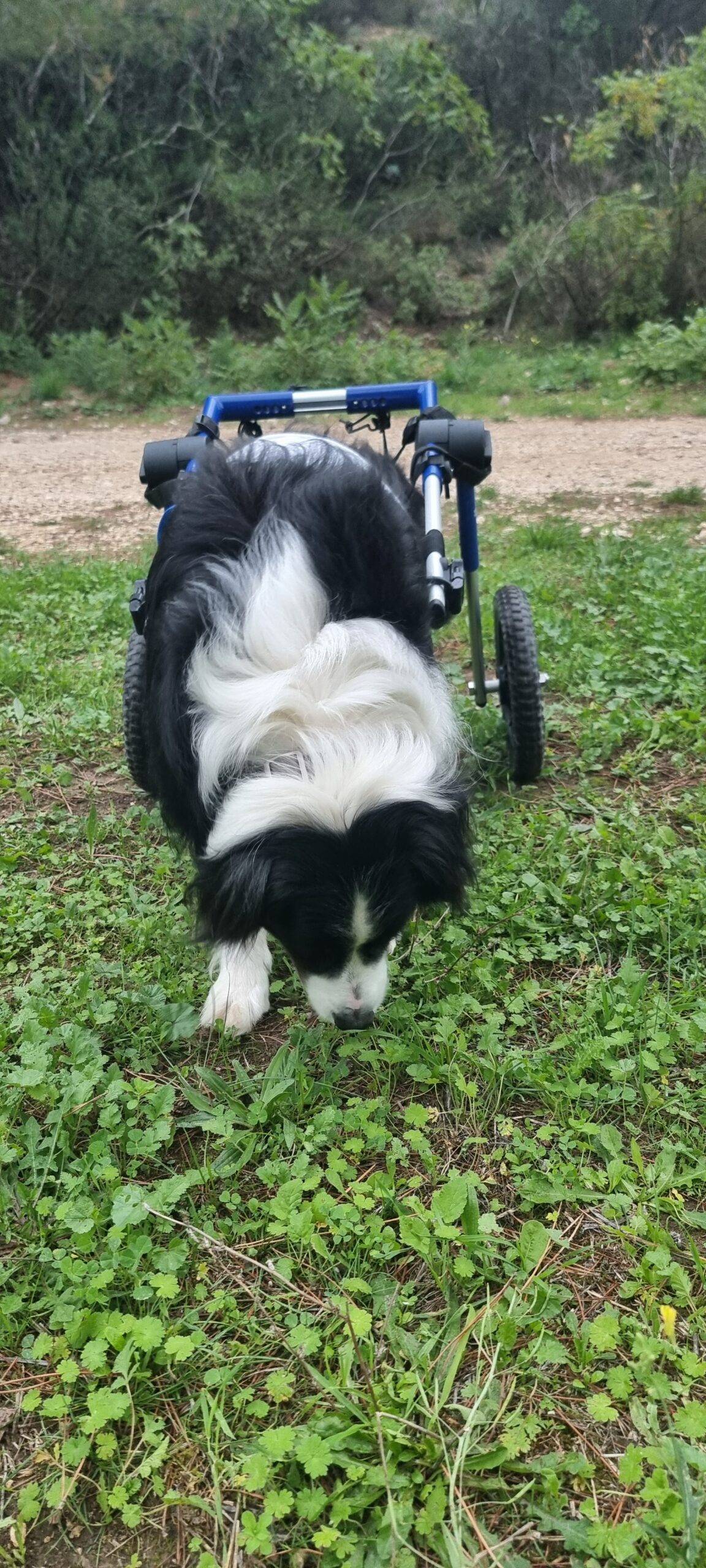 cavage recherche de truffes activités canines chiens marseille