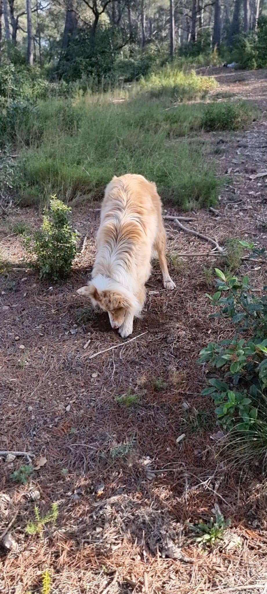 cavage recherche de truffes activités canines chiens marseille